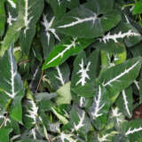 Syngonium Green Velvet P10syngve - Garden Express Australia