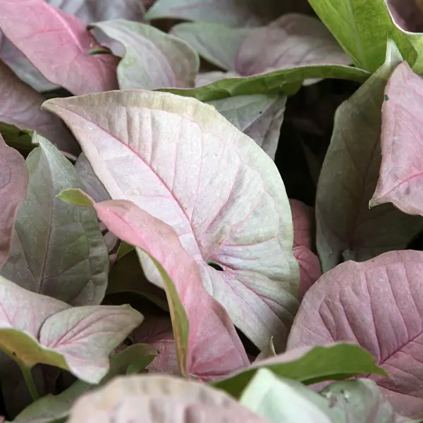 Syngonium Pink Beauty