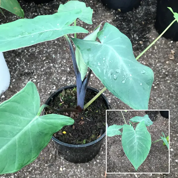 Xanthosoma Frozen Planet