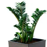 Zamioculcas Zenzii P14zamzen - Garden Express Australia