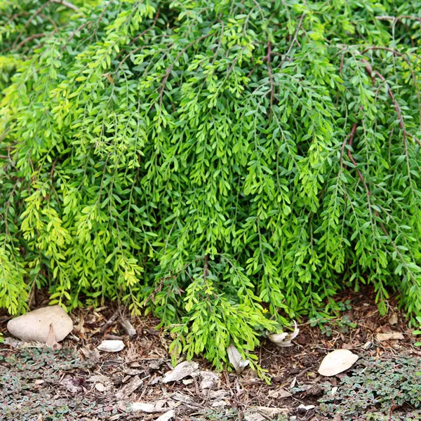 Acacia Honeybun 140mm Acacia Honeybun 140mm