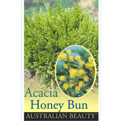 Acacia Honeybun P14acahon - Garden Express Australia