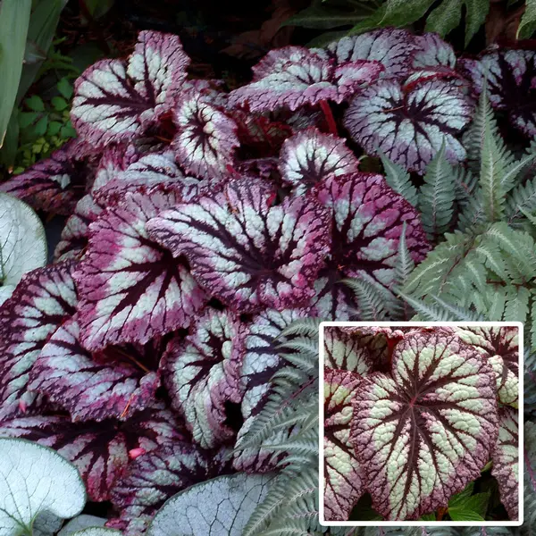 Begonia Fireworks