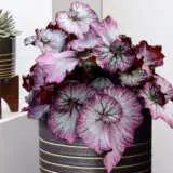 Begonia Nautilus Lilac P10beglil - Garden Express Australia