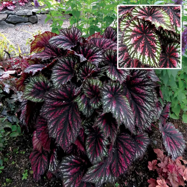 Begonia T-rex Painters Palette