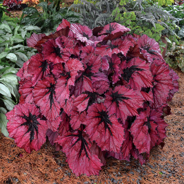 Begonia T-rex Ruby Slippers