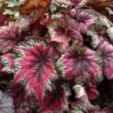 Begonia T Rex Saint Nick P10begsni - Garden Express Australia