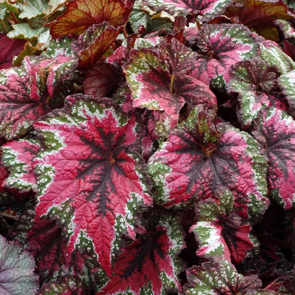 Begonia T-rex Saint Nick