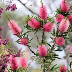 A Guide To Growing Australian Natives Callistemon Prestige Pink P14calprp - Garden Express Australia