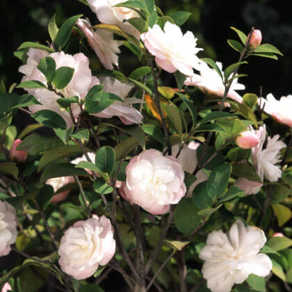 Camellia Cinnamon Cindy Lpocamcci - Garden Express Australia