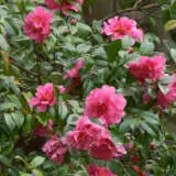 Camellia Enid Alice Camellia Enid Alice