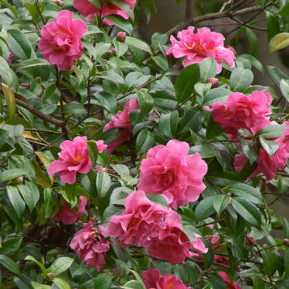 Camellia Enid Alice Lpocameal - Garden Express Australia