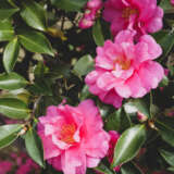 Camellia Roseanne