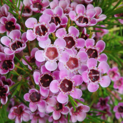 Chamelaucium Wax Flower Cha Cha 1 P14chawcc - Garden Express Australia