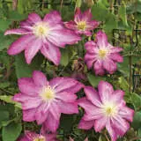 Clematis Asao P10cleasa - Garden Express Australia