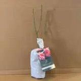 David Austin Rose The Alnwick Rose (pbr) David Austin Rose The Alnwick Rose (pbr)