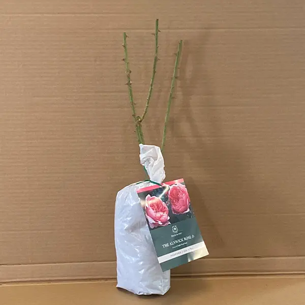 David Austin Rose The Alnwick Rose (pbr)