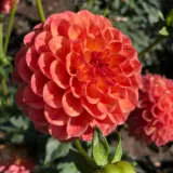 Dahlia Autumn Times Pkdahati - Garden Express Australia