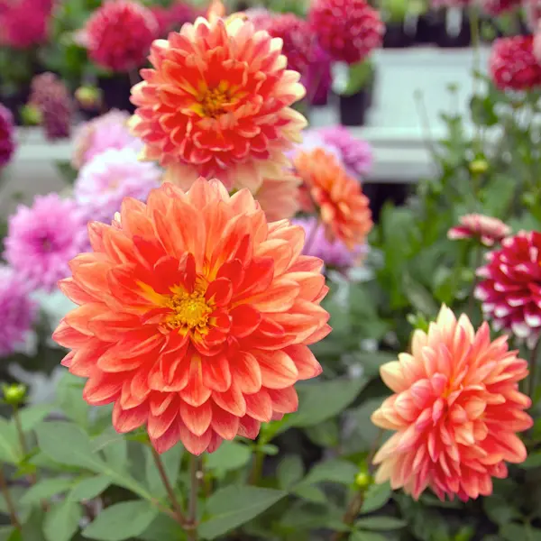 Dahlia Dalina Emilio