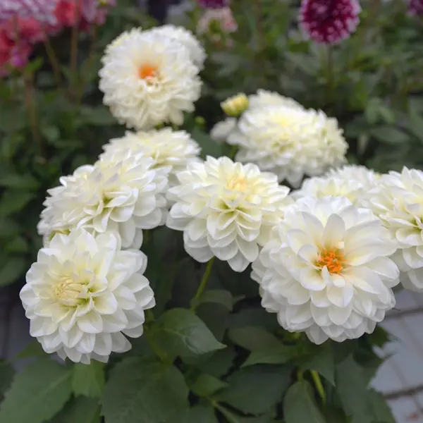 Dahlia Dalina Lopez Dahlia Dalina Lopez