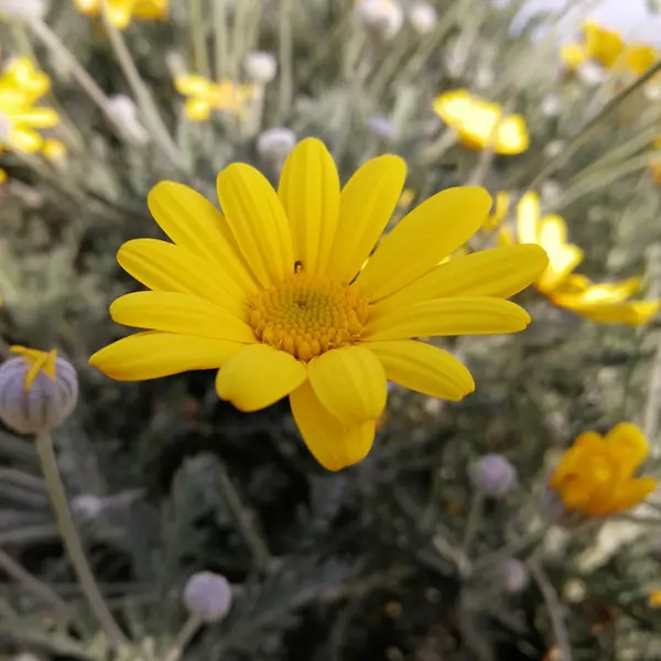 Euryops Yellow Marguerite Euryops Yellow Marguerite