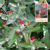 Gastrolobium Swan River Pea2 P14gassrp - Garden Express Australia