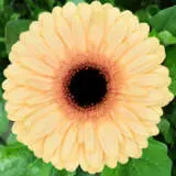 Gerbera Cream Beach Plagercbe - Garden Express Australia