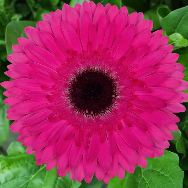 Gerbera Dreamline