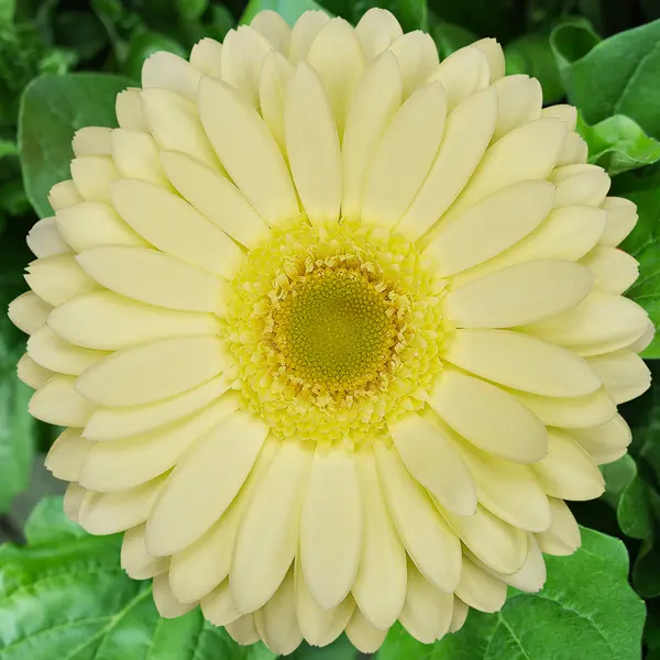 Gerbera Greeny Gerbera Greeny
