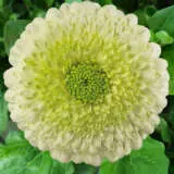 Gerbera Kermit Gerbera Kermit