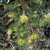 Grevillea Carramar Yellow 25 P14grecye - Garden Express Australia