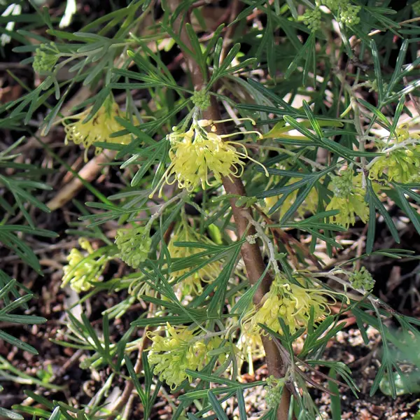 Grevillea Carramar Yellow Grevillea Carramar Yellow