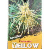 Grevillea Carramar Yellow P14grecye - Garden Express Australia