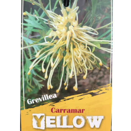Grevillea Carramar Yellow P14grecye - Garden Express Australia