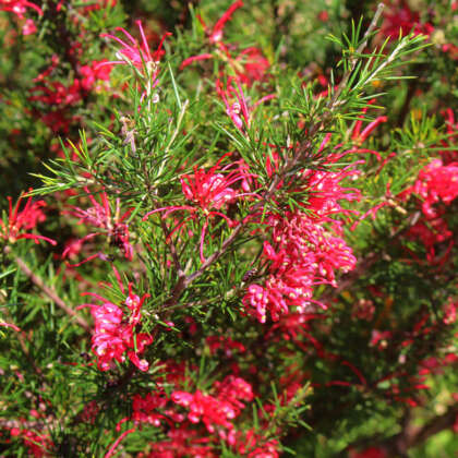 Grevillea Rosmarinifolia P68greros - Garden Express Australia
