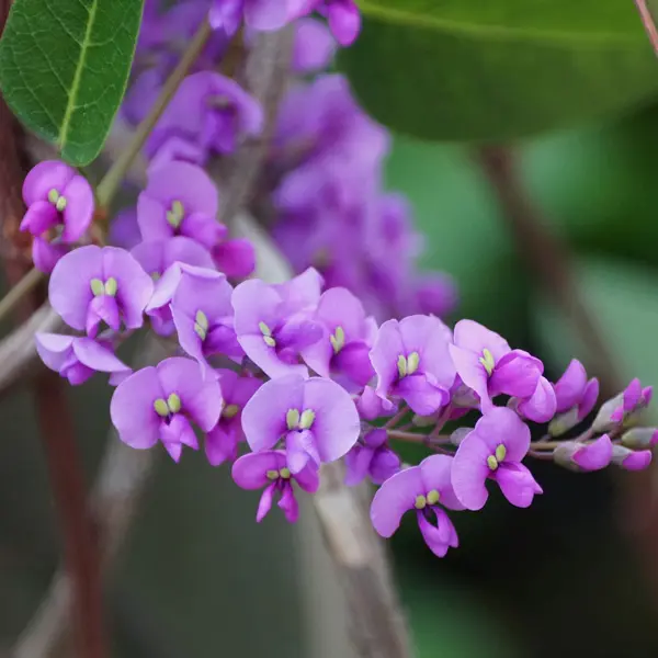 Australia’s Most Popular Winter-flowering Plants Hardenbergia Bliss P14harbli - Garden Express Australia