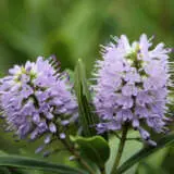 Hebe Wiri Image Lpohebwim - Garden Express Australia