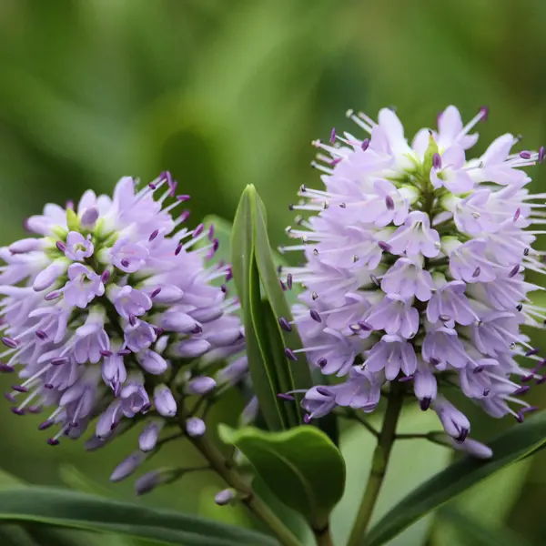 Hebe Wiri Image 68mm Hebe Wiri Image 68mm