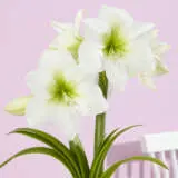 Hippeastrum Antarctica Pkhipant - Garden Express Australia