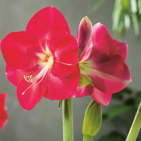 Hippeastrum Candy Queen