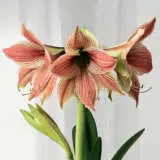 Hippeastrum Exotic Star Pkhipest - Garden Express Australia