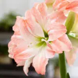 Hippeastrum Giant Amadeus Pkhipgam - Garden Express Australia