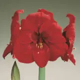 Hippeastrum Liberty Pkhiplib - Garden Express Australia