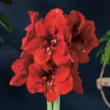 Hippeastrum Lion King Pkhiplki - Garden Express Australia