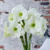 Hippeastrum Mont Blanc Pkhipmbl - Garden Express Australia