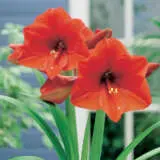 Hippeastrum Orange Souvereign Pkhiposo - Garden Express Australia