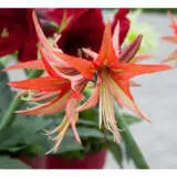 Hippeastrum Sumatra Pkhipsmt - Garden Express Australia