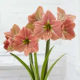 Hippeastrum Terracotta Star Pkhiptct - Garden Express Australia