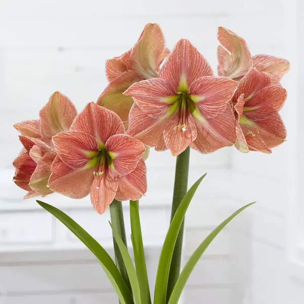 Hippeastrum Terracotta Star