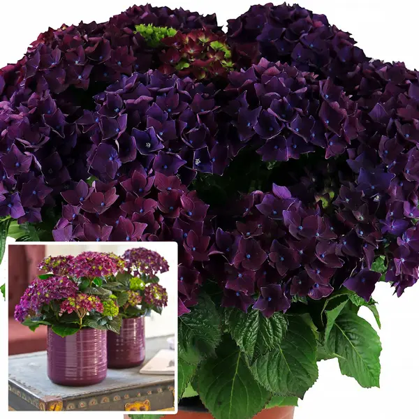 Hydrangea Deep Purple (pbr)